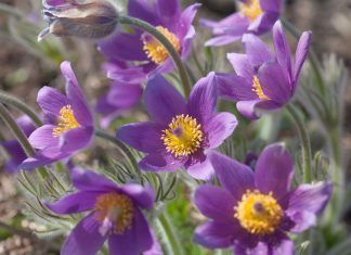 Cómo tratar las enfermedades comunes en primavera con homeopatía Cómo tratar las enfermedades comunes en primavera con homeopatía