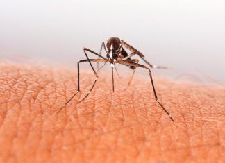 Repelentes de origen natural contra los mosquitos: la eficacia del Citriodiol Repelentes de origen natural