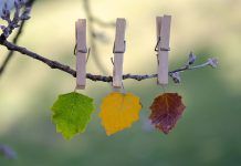 Otoño, como nos afecta y cómo podemos armonizarnos Otoño, como nos afecta y cómo podemos armonizarnos