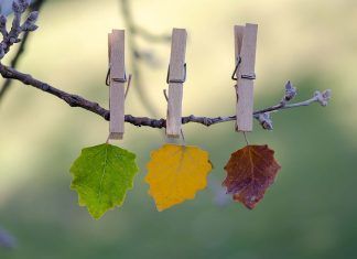 Otoño, como nos afecta y cómo podemos armonizarnos Otoño, como nos afecta y cómo podemos armonizarnos