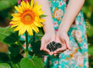 Polifenoles: los antioxidantes más abundantes de la naturaleza Polifenoles: los antioxidantes más abundantes de la naturaleza