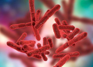 Microbioma humano: microbios para una óptima salud Microbioma humano: microbios para una óptima salud