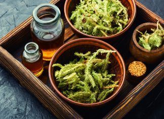 La homeopatía combatiendo el resfriado, la bronquitis y la pulmonía homeopatía resfriado