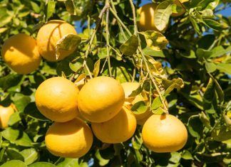 Interacciones de fármacos con el pomelo fármacos pomelo