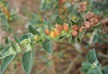 Ashwagandha, antiestrés natural. Una planta medicinal del Ayurveda ashwagandha