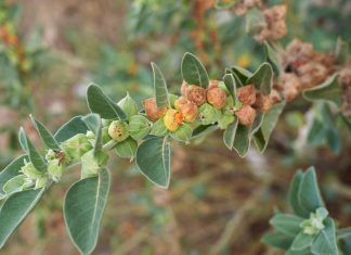 Ashwagandha, antiestrés natural. Una planta medicinal del Ayurveda ashwagandha