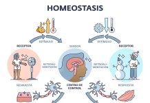 Restaurar los procesos de autorregulación y la recuperación de la salud con la Homeopatía