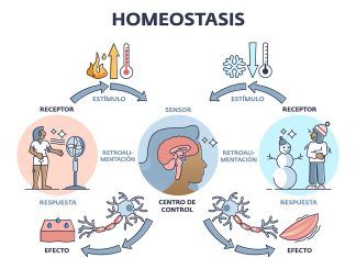 Restaurar los procesos de autorregulación y la recuperación de la salud con la Homeopatía