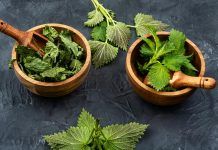 Plantas medicinales, el modo más antiguo de medicación Plantas medicinales