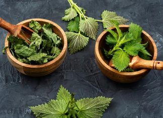 Plantas medicinales, el modo más antiguo de medicación Plantas medicinales