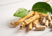 Panax ginseng, planta medicinal con múltiples principios activos Panax ginseng