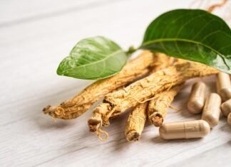 Panax ginseng, planta medicinal con múltiples principios activos Panax ginseng