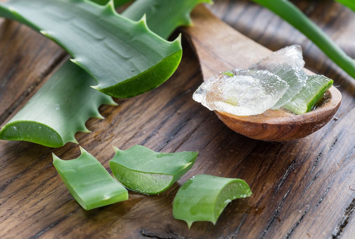aloe vera