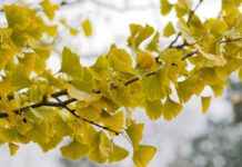 Ginkgo biloba: diseñado para ser inmortal Ginkgo biloba