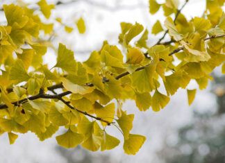 Ginkgo biloba: diseñado para ser inmortal Ginkgo biloba