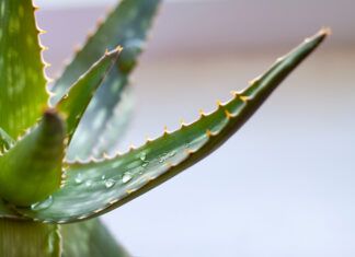 Aloe vera: hidratación y cuidado natural para todo tipo de piel