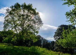 Los parques naturales se convierten en espacios terapéuticos en Cataluña parques naturales
