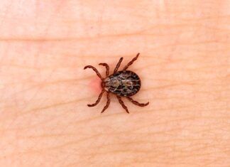 Picaduras de garrapatas en humanos: lo que debes saber Garrapatas