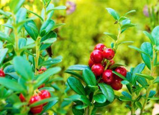 Arándanos rojos en la prevención de la cistitis arándano rojo