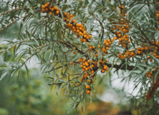 Omega 7: cuando la ciencia y la hidratación se unen para revitalizar piel y mucosas espino-amarillo