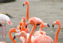¿Por qué los flamencos son rosas? La historia del betacaroteno flamencos
