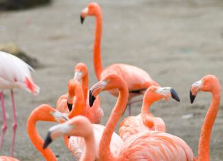 ¿Por qué los flamencos son rosas? La historia del betacaroteno flamencos