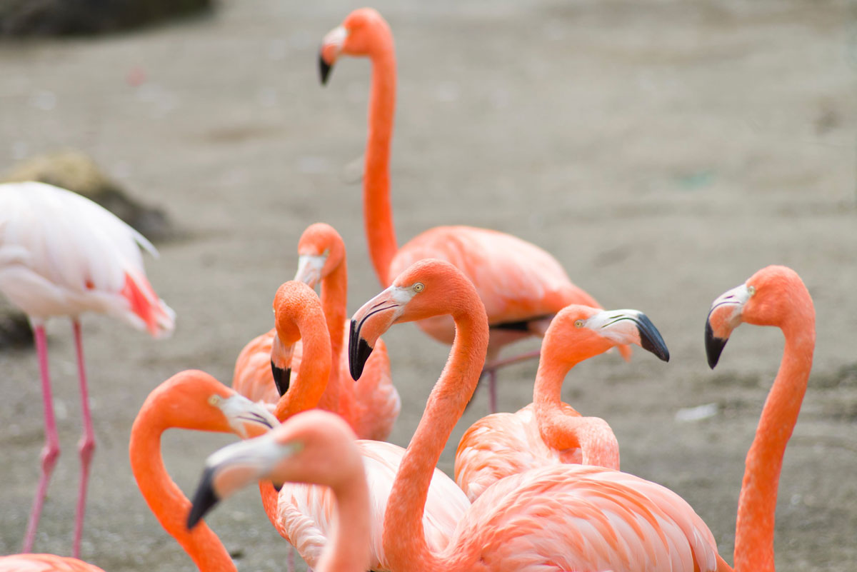 flamencos