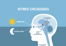 Ritmos circadianos: el reloj interno que guía tu salud ritmos circadianos