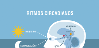 Ritmos circadianos: el reloj interno que guía tu salud ritmos circadianos