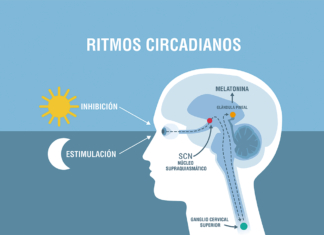 Ritmos circadianos: el reloj interno que guía tu salud ritmos circadianos