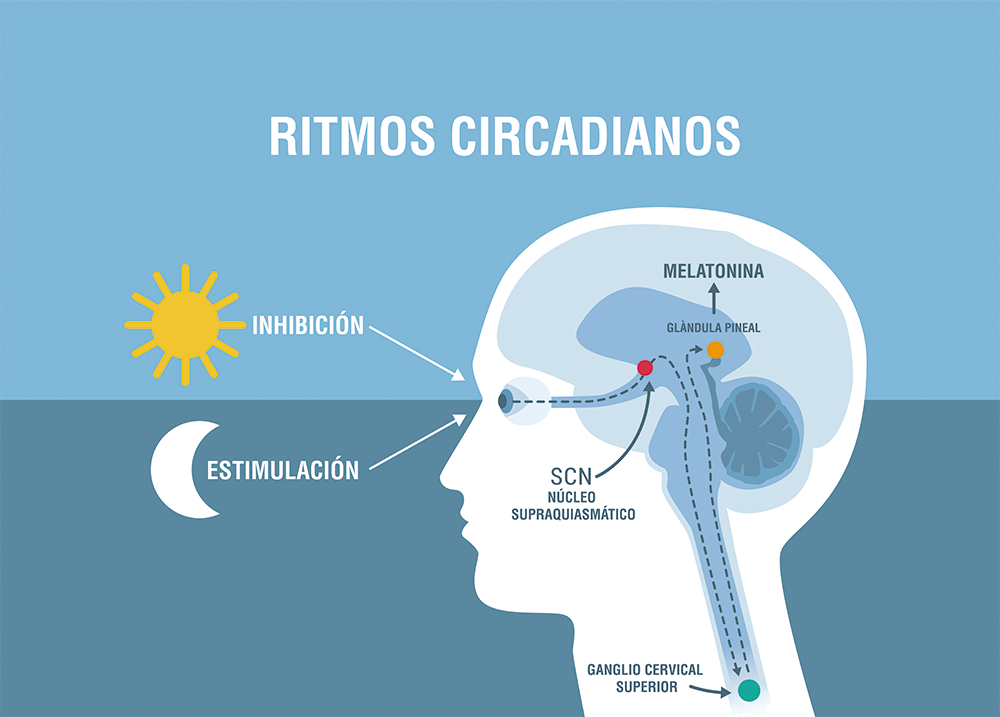 ritmos circadianos