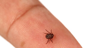 Garrapatas: cómo prevenir y actuar ante una picadura garrapatas Tick crawling on human skin