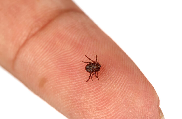 Garrapatas: cómo prevenir y actuar ante una picadura garrapatas Tick crawling on human skin