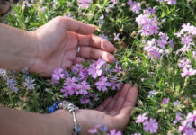El papel de las Flores de Bach en la adaptación postvacacional flores-de-bach