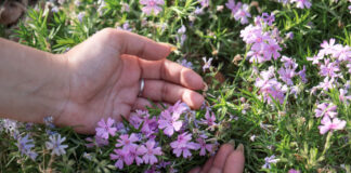 El papel de las Flores de Bach en la adaptación postvacacional flores-de-bach