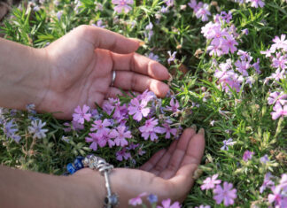 El papel de las Flores de Bach en la adaptación postvacacional flores-de-bach