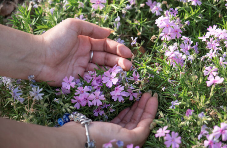 El papel de las Flores de Bach en la adaptación postvacacional flores-de-bach