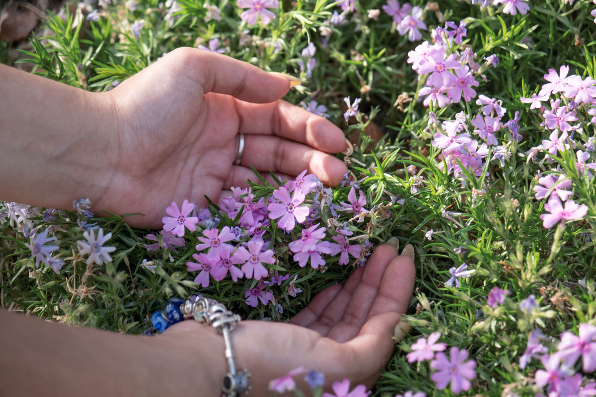flores-de-bach
